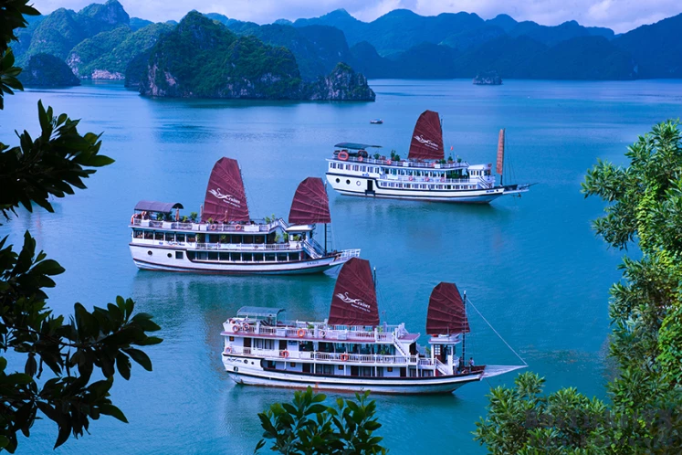 Swan Cruise