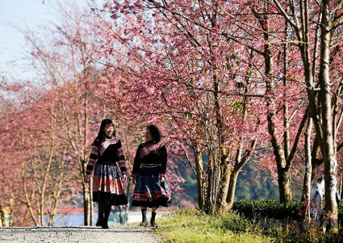 Sapa in Spring: A Mesmerizing Journey Through Vietnam's Northern Highlands