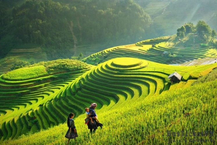Sapa in July: Summer's Peak in Vietnam's Highland Paradise