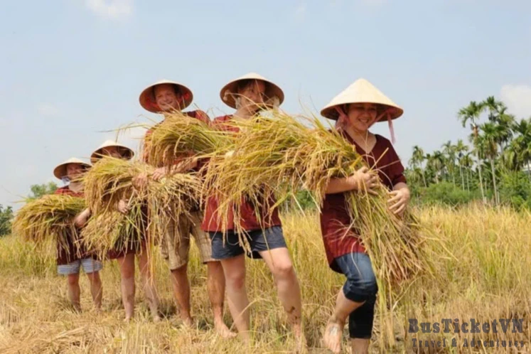 Wet Rice Farm Culture With Lunch/Dinner At Farmer House (Day trip 4.5 hours)