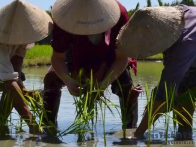 Wet Rice Farm Culture With Lunch/Dinner At Farmer House (Day trip 4.5 hours) - Slide 4