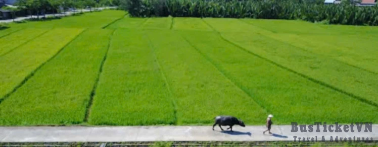 Wet Rice Farm Culture With Lunch/Dinner At Farmer House (Day trip 4.5 hours) - Slide 6