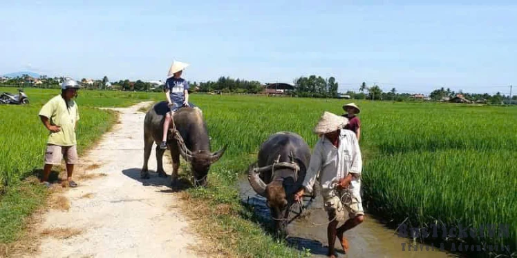 Rowing Basket Boat & Riding Buffalo (Day trip 2.5 hours) - Slide 7